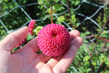 Dahlia 'Burlesca'