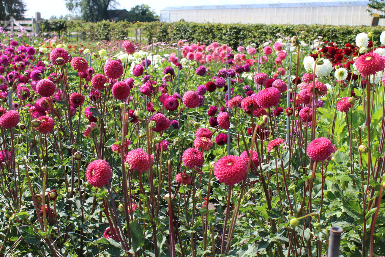 Dahlia 'Burlesca'