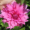 Dahlia 'American Dream'