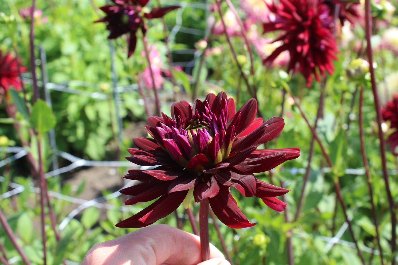 Dahlia 'Chat Noir'