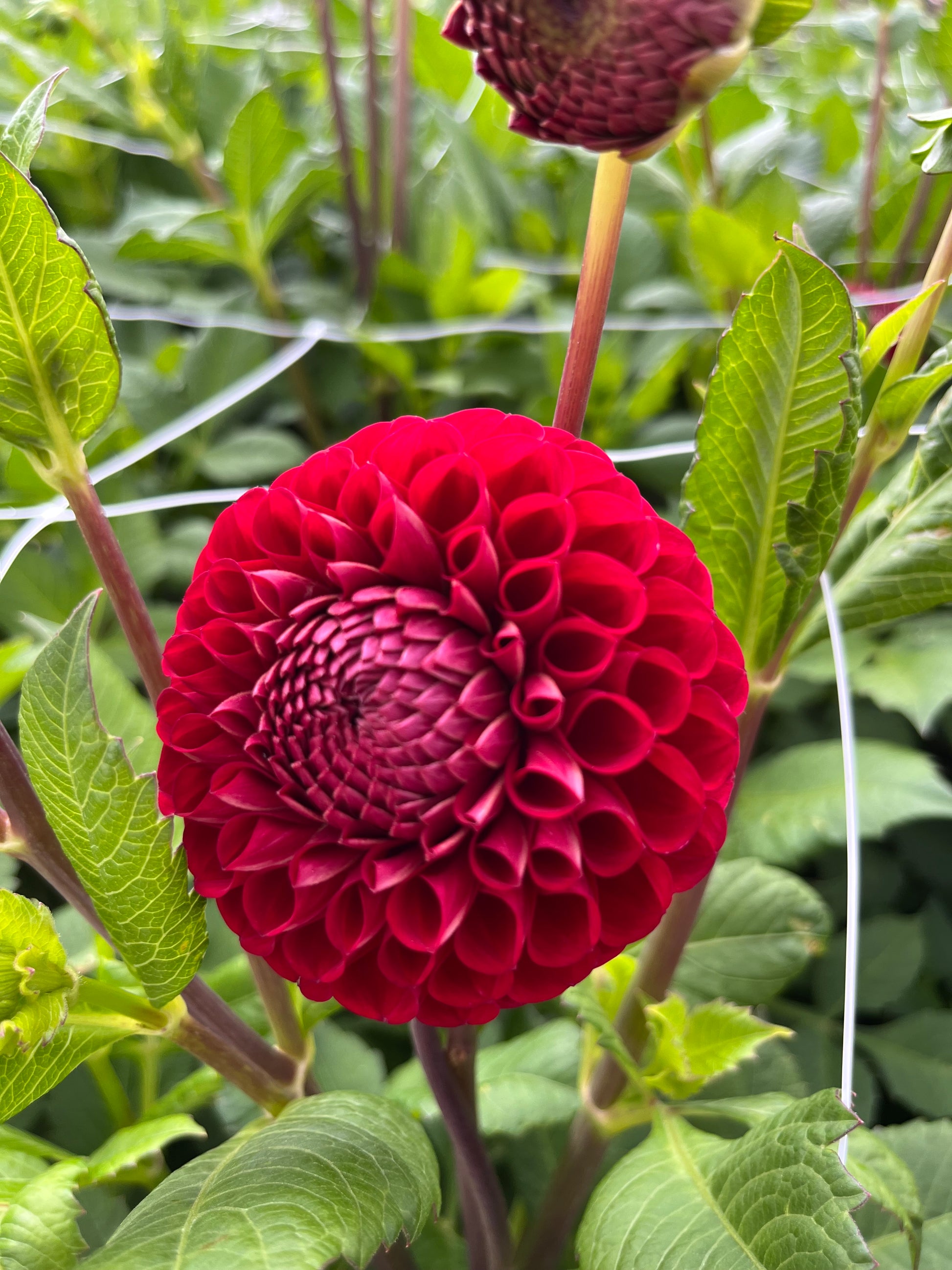 Dahlia 'Cornel'