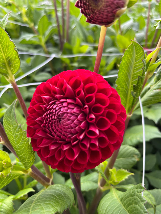 Dahlia 'Cornel'