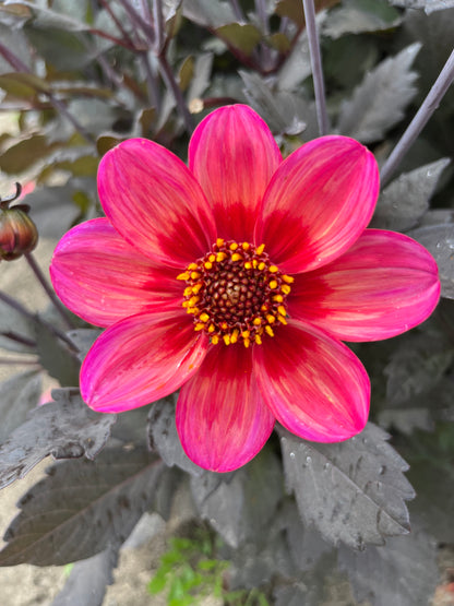 Dahlia 'Dahlegria Tricolore'