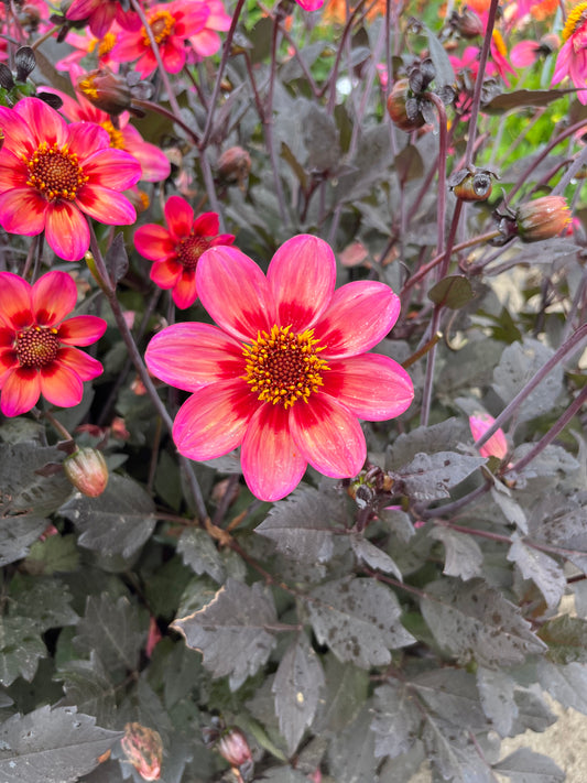 Dahlia 'Dahlegria Tricolore'