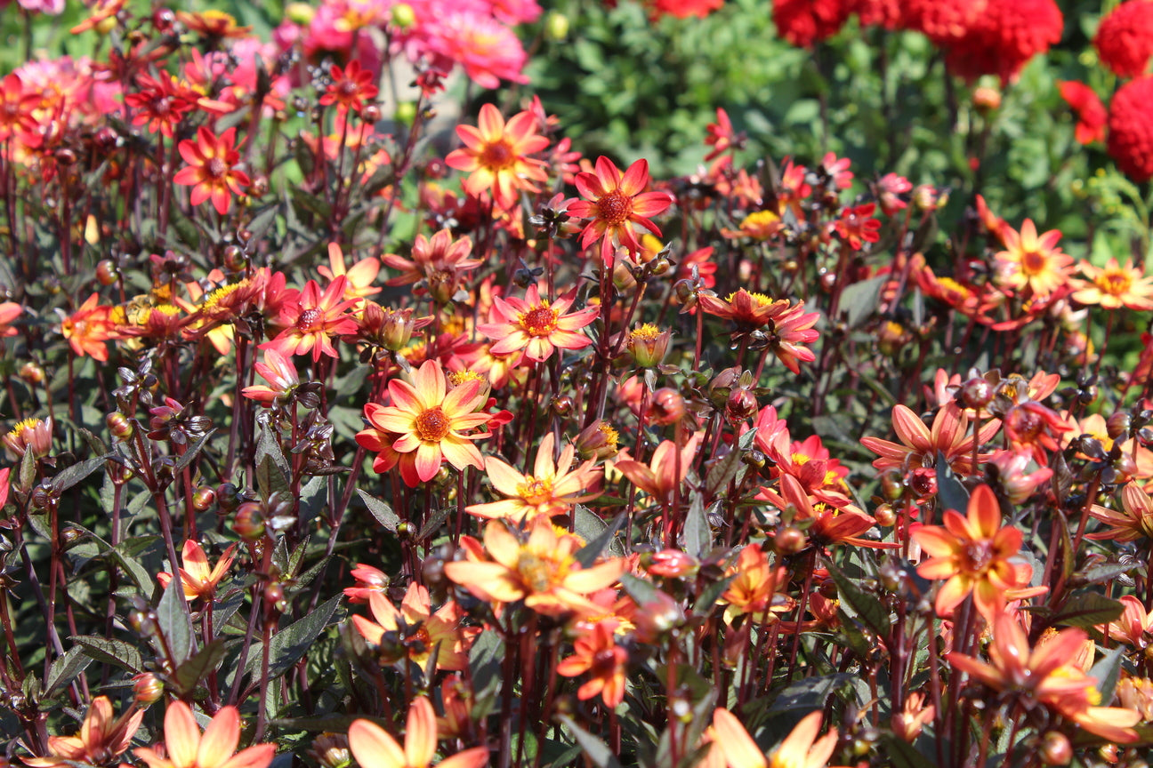 Dahlia 'Dark Angel Star Wars'