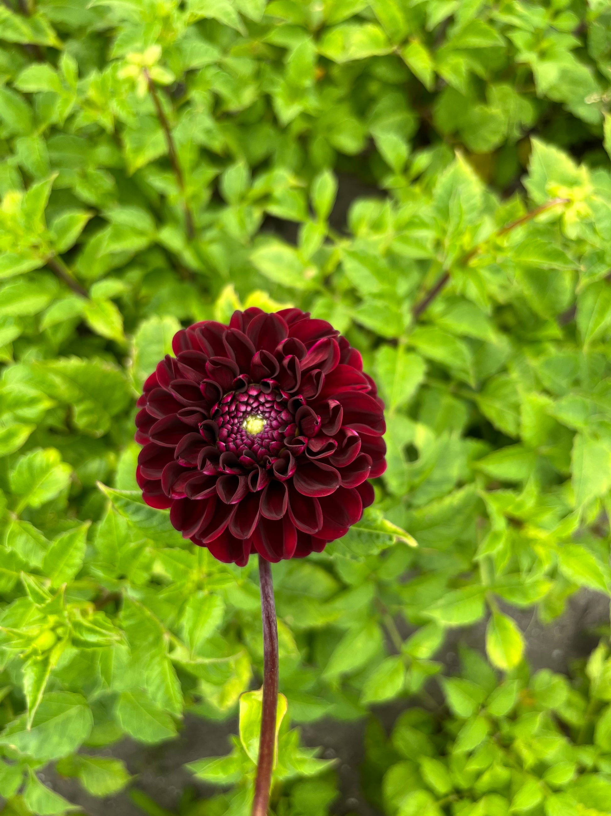 Dahlia 'Dark Spirit'