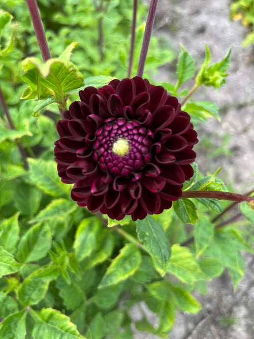 Dahlia 'Dark Spirit'