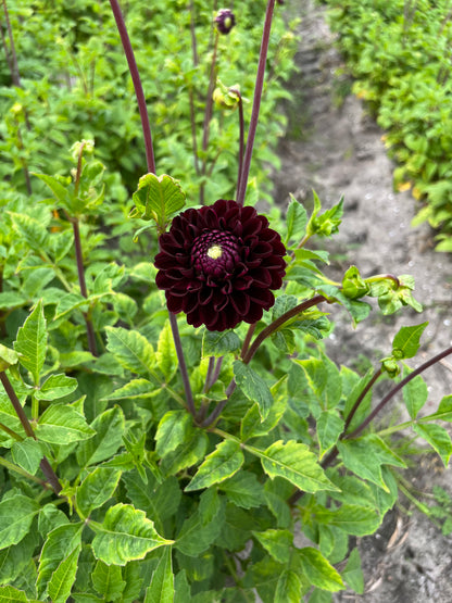 Dahlia 'Dark Spirit'