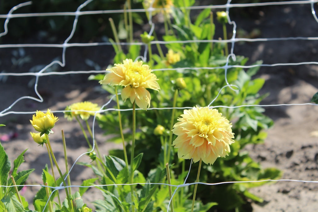 Dahlia 'Deep Impact'