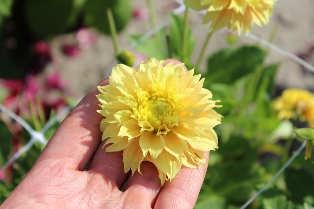 Dahlia 'Deep Impact'