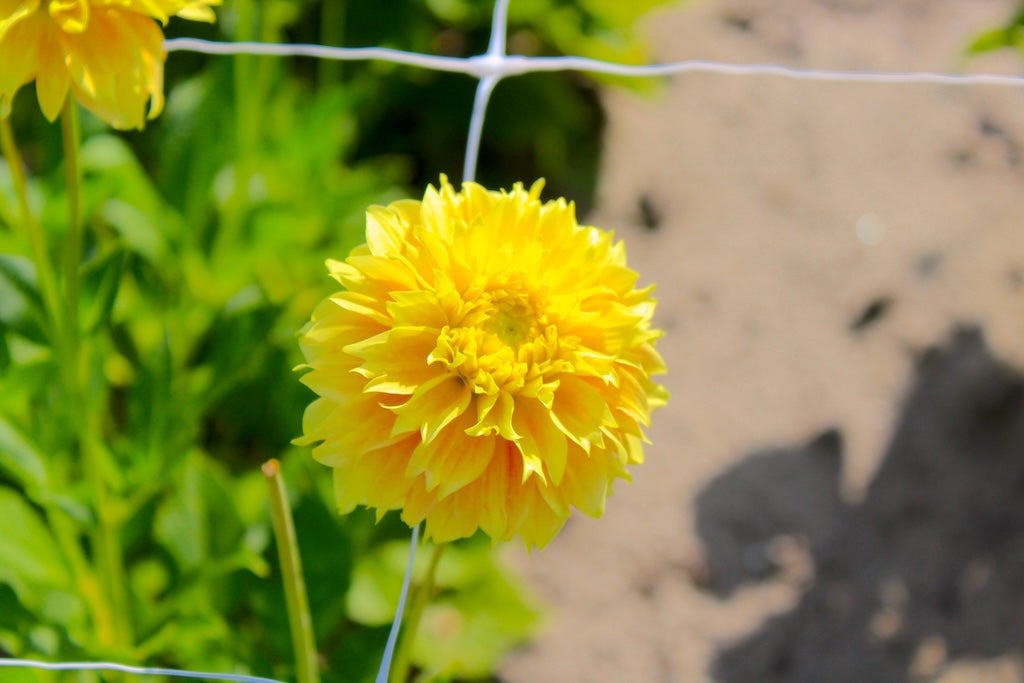 Dahlia 'Deep Impact'