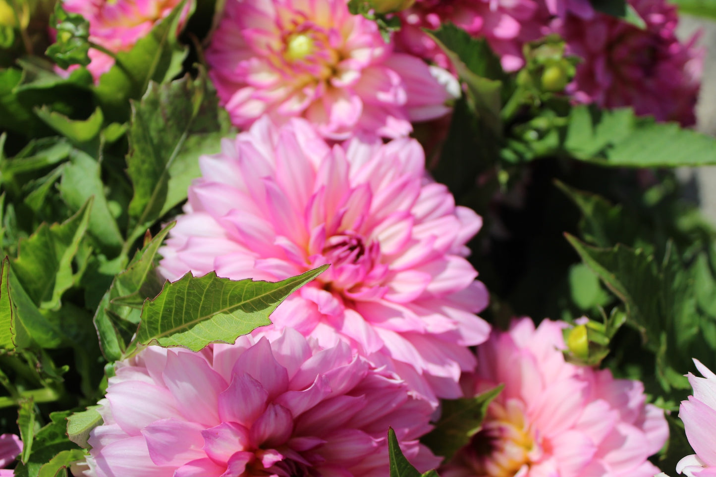 Dahlia 'Galerie Bellini'