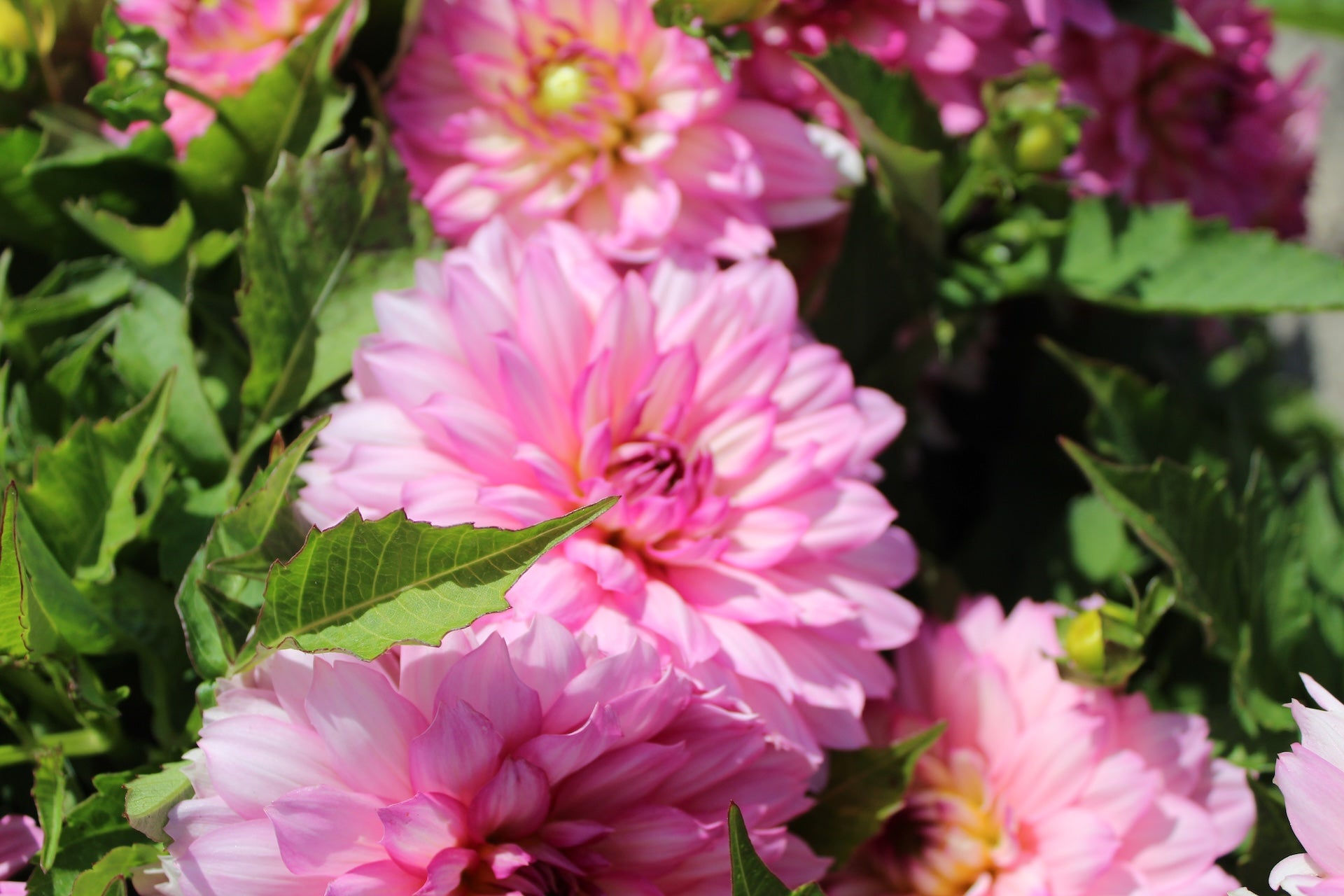 Dahlia 'Gallery Bellini'