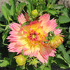 Dahlia 'Gallery Pablo'