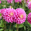Dahlia 'Gallery Rembrandt'