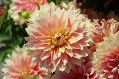 Dahlie 'Garden Desire'