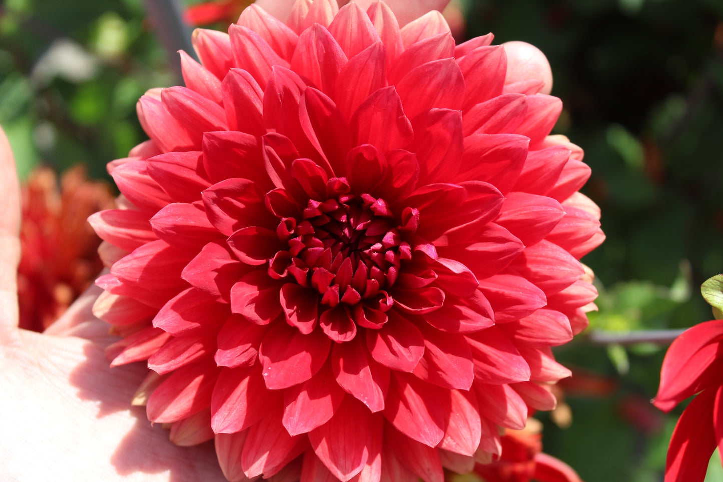 Dahlie 'Garden Wonder'