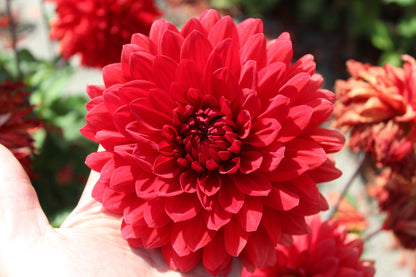 Dahlie 'Garden Wonder'