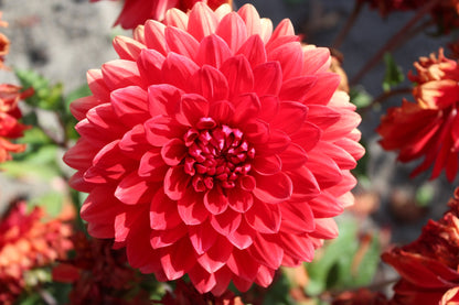Dahlie 'Garden Wonder'