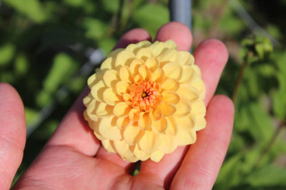 Dahlia 'Golden Scepter'