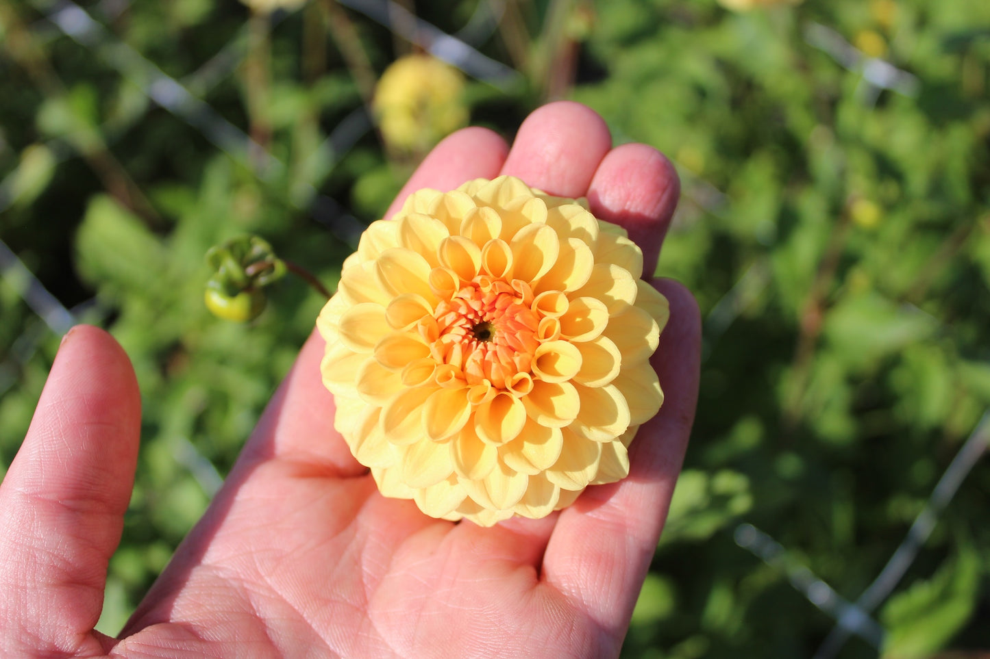 Dahlia 'Golden Scepter'