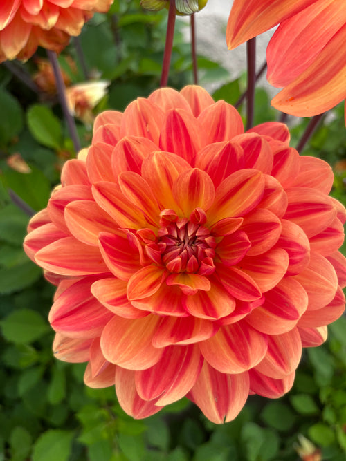 Dahlia 'Graceland'