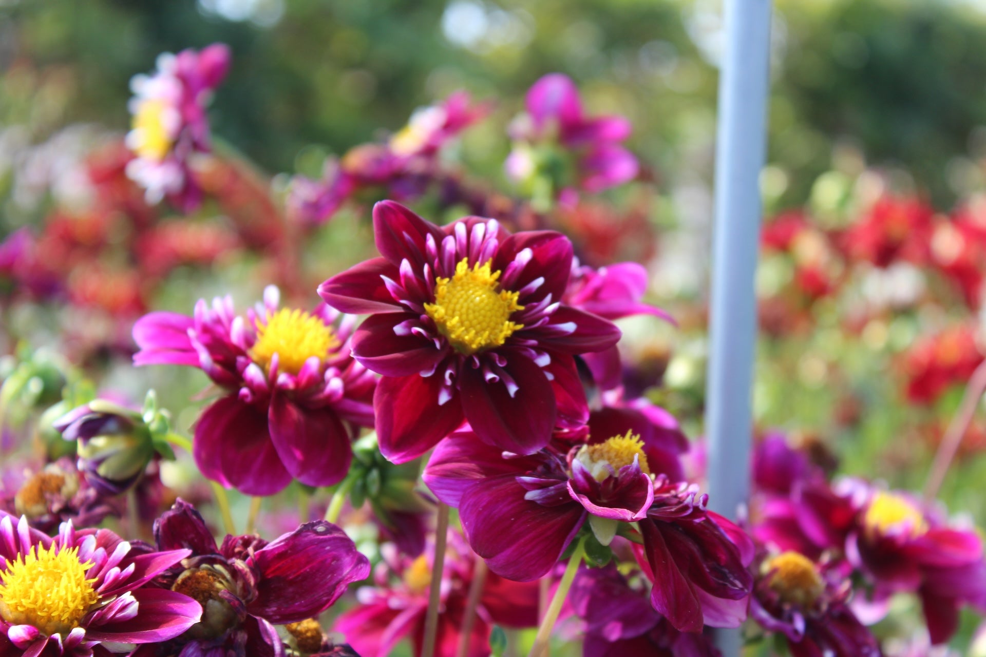 Dahlia 'Impression Fantastico'