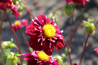 Dahlie 'Impression Fantastico'