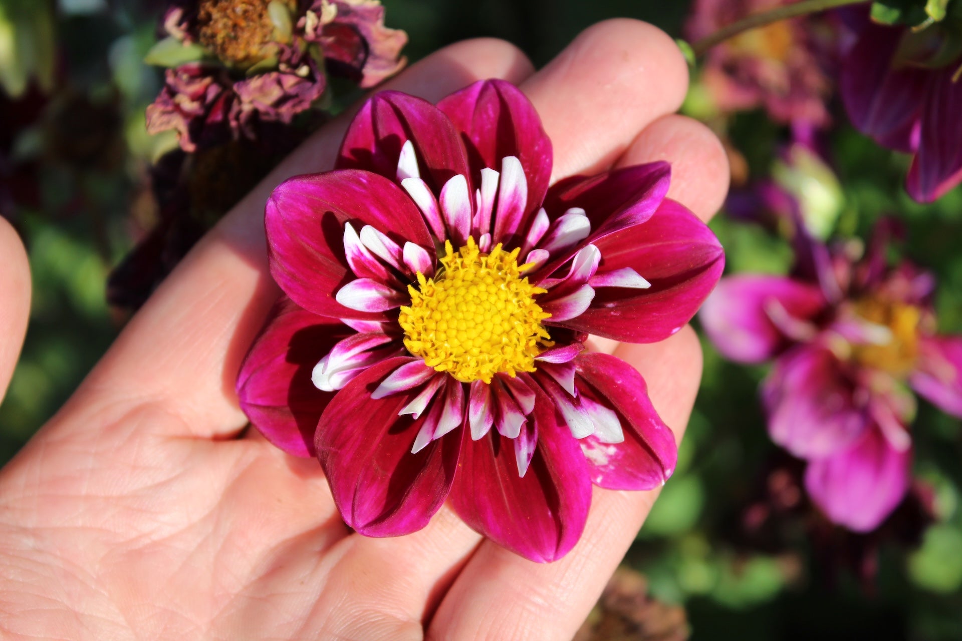 Dahlia 'Impression Fantastico'