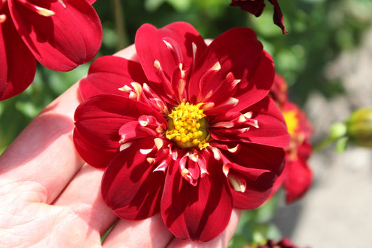 Dahlia 'Impression Festivo'