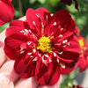 Dahlia 'Impression Festivo'