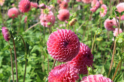 Dahlia 'Jowey Winnie'