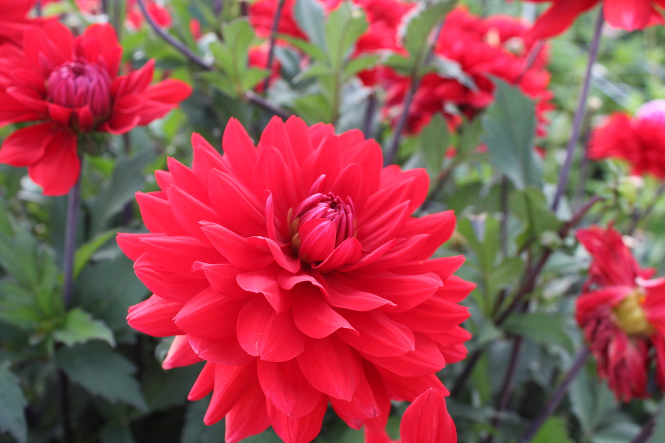 Dahlia 'Karma Amora'