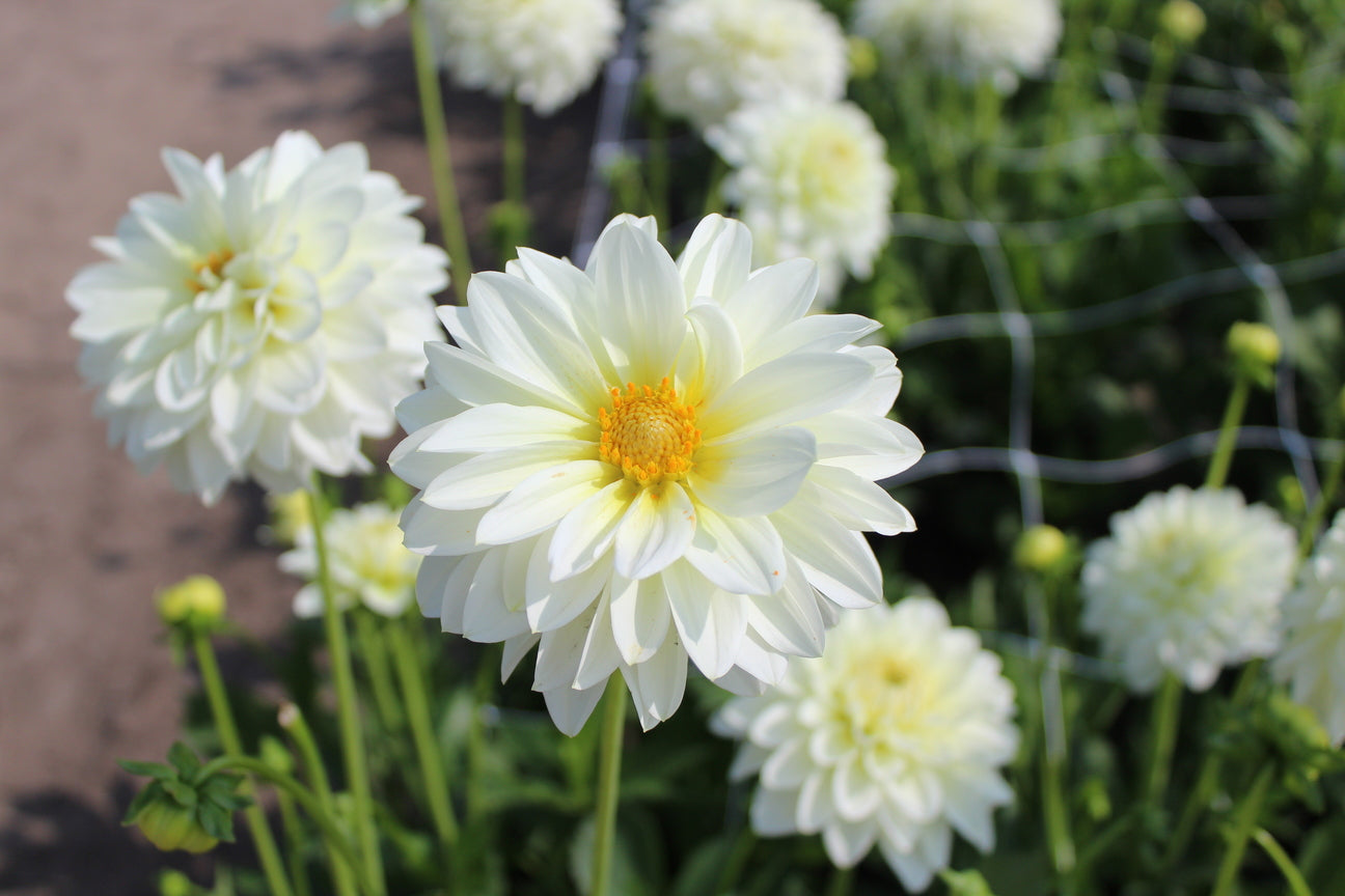 Dahlia 'Karma Serena'