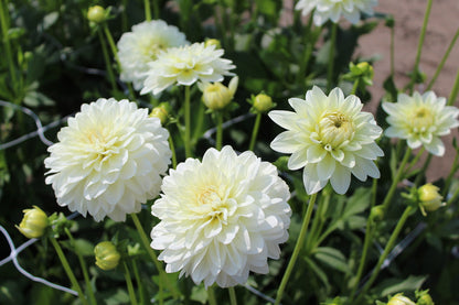 Dahlia 'Karma Serena'