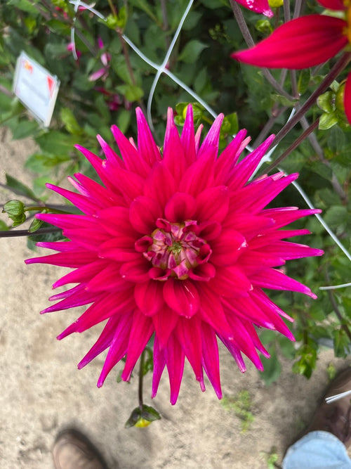 Dahlia 'Karma Purple Corona'