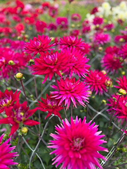 Dahlia 'Karma Purple Corona'