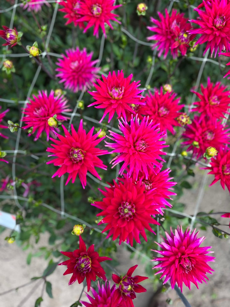 Dahlia 'Karma Purple Corona'