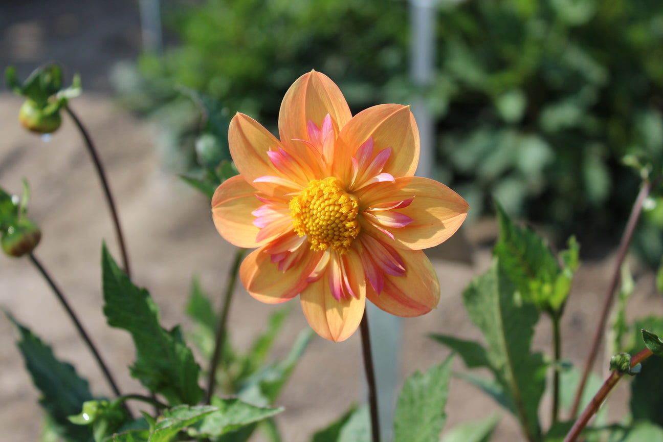 Dahlia 'Kelsey Annie Joy'
