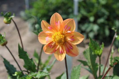 Dahlia 'Kelsey Annie Joy'