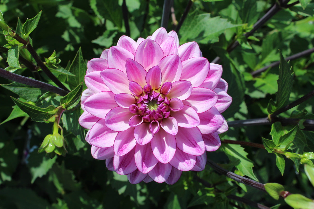Dahlia 'Lizz Baaij'