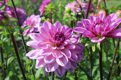 Dahlia 'Lizz Baaij'