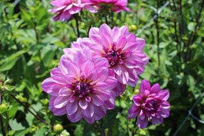 Dahlia 'Lizz Baaij'