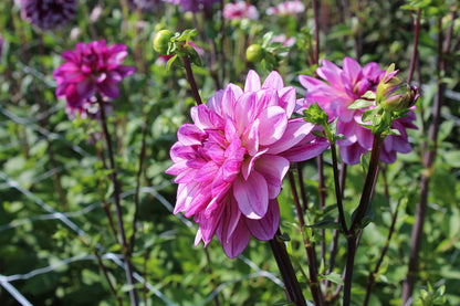 Dahlia 'Lizz Baaij'
