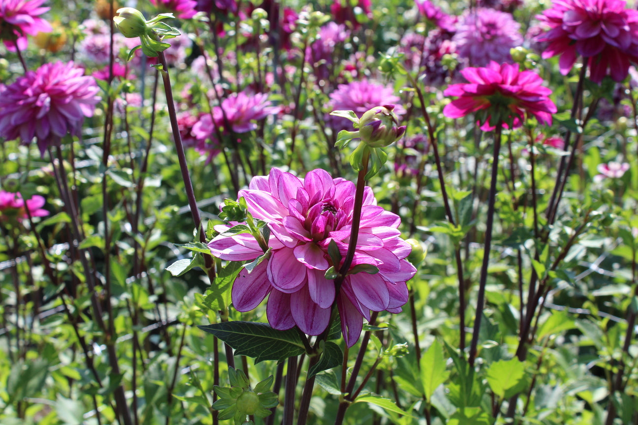 Dahlia 'Lizz Baaij'