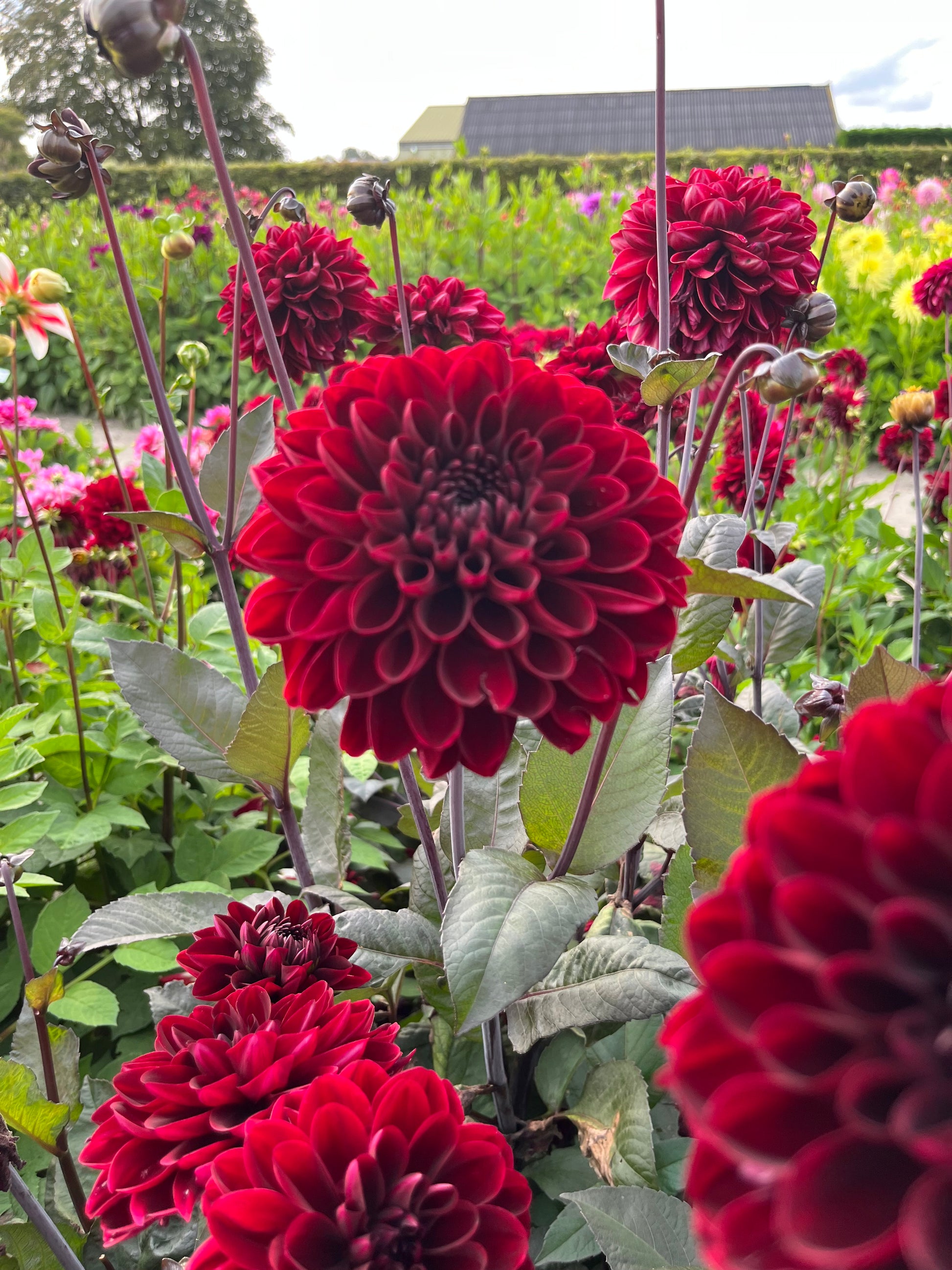 Dahlia 'Manoa'