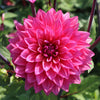 Dahlia 'Marcel Dassault'
