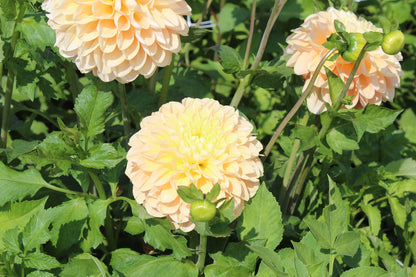 Dahlia 'Maya'