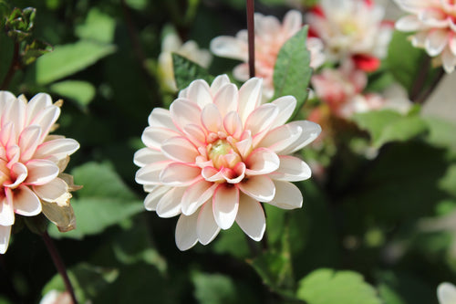 Dahlia 'Pacific Time'