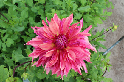 Dahlie 'Penhill Dark Monarch'